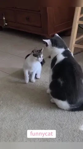 so funny!!!#cats #cutecats #foryou #funnytiktok #funnyvideos #usa #funnyanimals #fypシ #cute #funnycat #catlover #funnypets #viral #funny