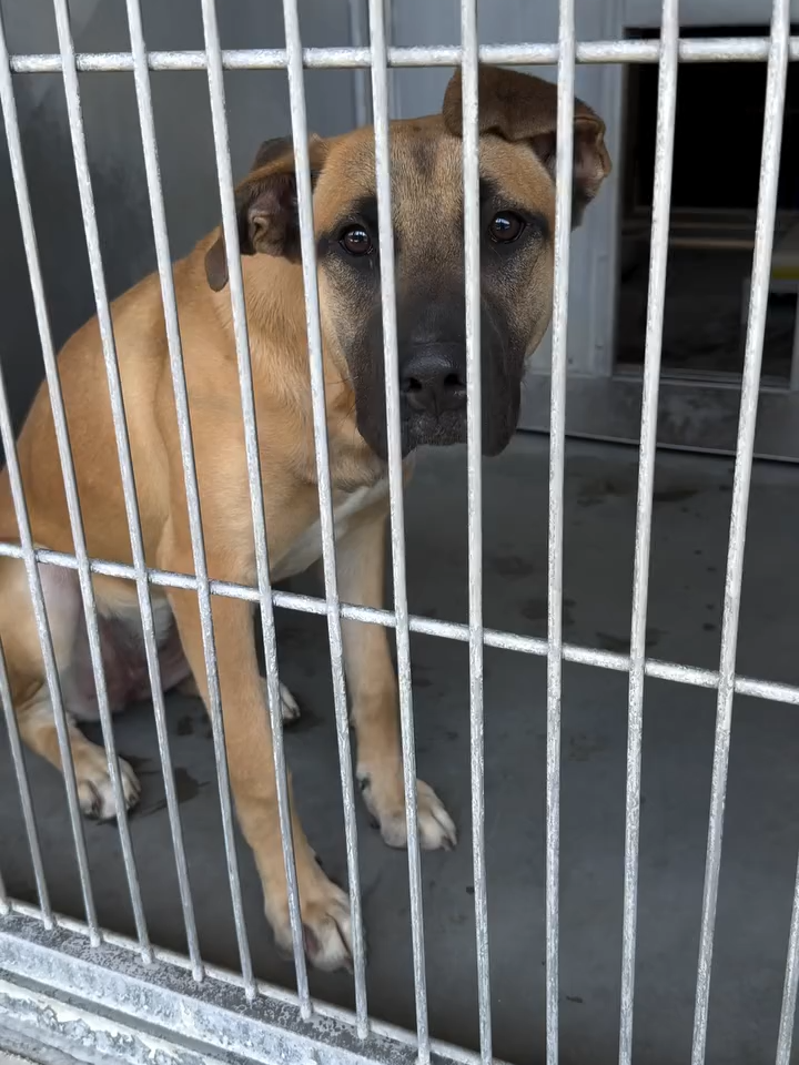 ‼️ON URGENT LIST: CAN BE EUTHANIZED AT ANY TIME‼️  I just met this gorgeous girl for the first time yesterday when I took this video. Not once did she growl at me. She was curious, sniffed me, wagged her tail. She looks healthy and well cared for, just scared in the shelter environment.  DOECHII - ID #A825068 (available 7/30/25) ♦️RESCUE ONLY♦️  Shelter notes: “Dog growls upon approach and hair raises, backs to end of kennel growling louder if kennel door is opened. Unable to safely handle. Accepts tossed treats but returns to growling.” Description: I am a tan, unaltered female, who looks like a Shepherd mix. Age: I am estimated to be 1 year old. More Info: I am in kennel D 80. I have been at the shelter since Jul 25, 2025. I was found near 3000 Block Wagon Train Rd in San Bern Uncorp. 📍Devore Animal Shelter 19777 Shelter Way San Bernardino, CA 92407 📞 Phone Number: (909) 386-9820 📧 Shelter’s rescue coordinator:  SBAC.rescue@dph.sbcounty.gov 🕘 Hours: Mon-Tue, Thu-Fri: 10:00 AM - 6:30 PM Wednesday: 10:00 AM - 7:00 PM  Sat-Sun: 10:00 AM - 5:00 PM 🔰 This is an independently run page not affiliated with any shelter or rescue organization. We are a community of volunteers helping the dogs get seen and saved.🔰 #devoreanimalshelter #rescuingsaveslives #devoreshelter #fosteringsaveslives #sanbernardinocounty #shelterdogs #dogsdeservebetter #ilovedogs