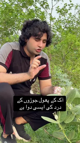 آک کے پھول جوڑوں کے درد کی ایسی دوا ہیں#tibbimashwarybyhakeemmusahakeemmusa1111hakeemmusamusafanclub1kushtaoilmurshadoil #foryou #foryoupage #pakistanzindabad #tiktoklovers 
