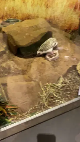pinto the hedgehog @Fleet Science Center #hedgehog #sandiego #sonic #sonicthehedgehog 
