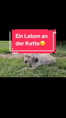 Ein Leben an der Kette😞… Die zauberhafte Hündin Joy hat in ihrem jungen Leben schon viel durchmachen müssen… Verlassen und abgemagert wurde sie allein auf einem Feld gefunden – ohne Schutz, ohne Liebe. Doch Joy hat nie aufgehört zu hoffen. In ihrer Pflegestelle durfte sie sich körperlich erholen. Doch leider kann Joy ihr Leben in der Pflegestelle nicht frei genießen.  Sie muss dort den Großteil des Tages angekettet verbringen💔 . Eine belastende Situation, besonders für eine so menschenbezogene, lebendige und soziale Hündin. Diese Einschränkung ist für Joy eine Qual und unterstreicht, wie dringend sie ein echtes Zuhause braucht, in dem sie sich frei bewegen darf und Geborgenheit erlebt. Mit anderen Hunden versteht sie sich ebenfalls prima. Wenn du bereit bist für ein neues Kapitel mit Joy, dann nimm Kontakt mit uns auf. Sie wartet – und das mit ganzem Herzen. Auch eine Pflegestelle wäre für die 4-5 Jahre alte Joy ein toller Start.