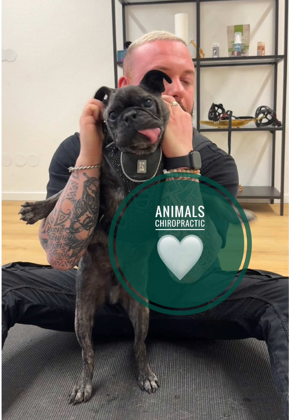 Dog with back pain 🥹🥹 • • • #foryou #asmr #animal #chiropractortiktok #türkiye #hundeauftiktok #hund #tiere #Love #animals #chiropractic #helfen 
