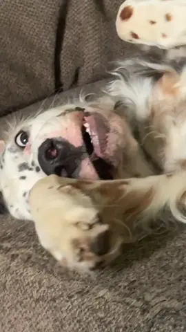 #fyp #englishsetter #nobrain #Love #dogsoftiktok #funnyvideos #trending #baby 
