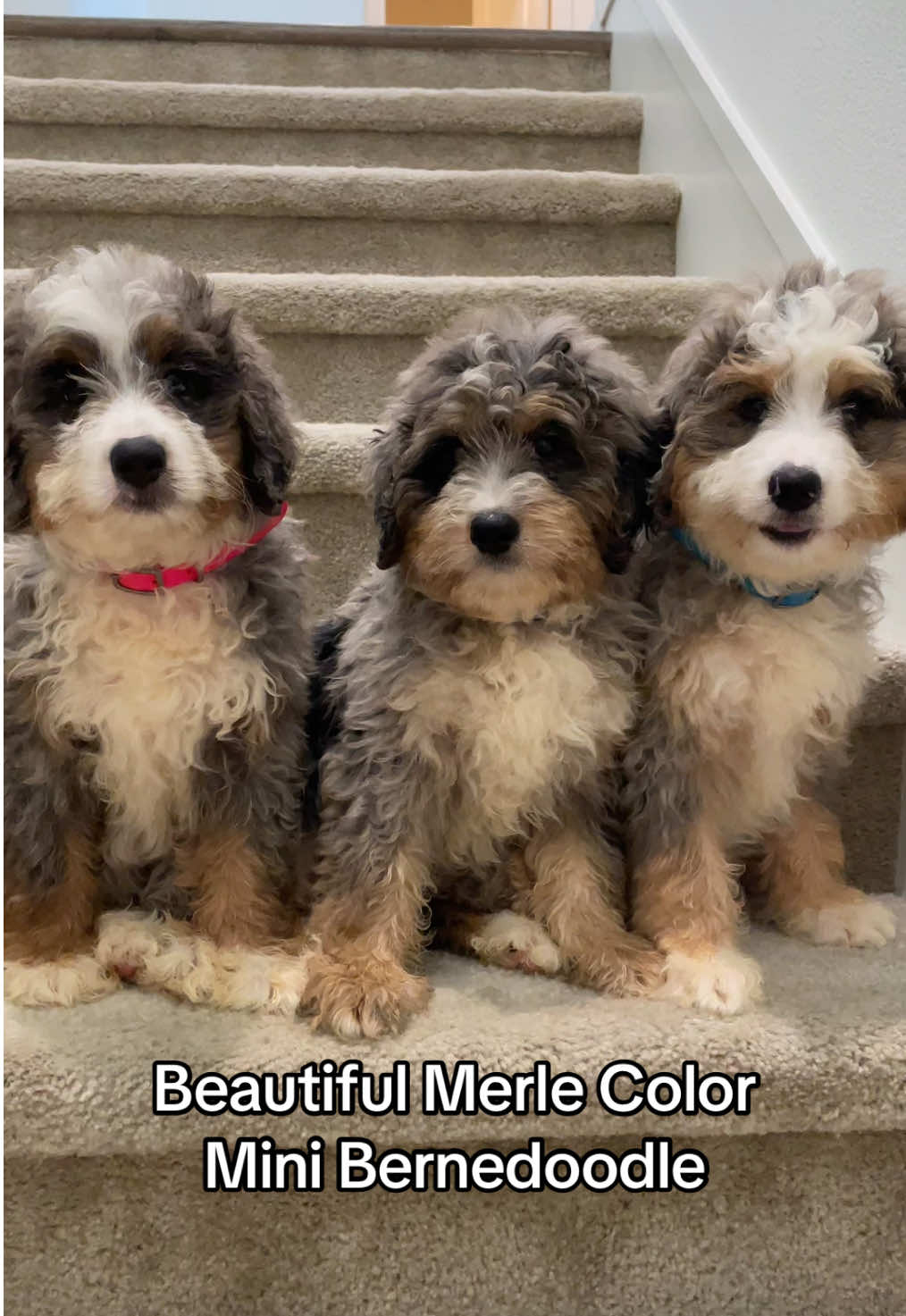 It’s been a while! Finally Merle color mini bernedoodle is ready!! This is very unique and beautiful color. They are hypoallergenic breed. 🐶🥰😍 #california #puppy #irvine #losangeles #minibernedoodle #bernedoodle #sandiego #puppyforsaleca #bernedoodlepuppy #minibernedoodlesoftiktok #dogforsale #puppyforsal #fyp #puppytiktok #doodle 