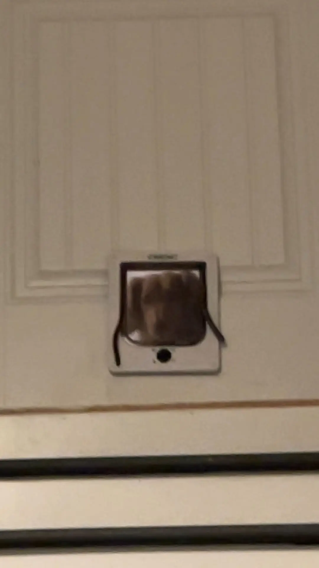 #fyp #dogsoftiktok 