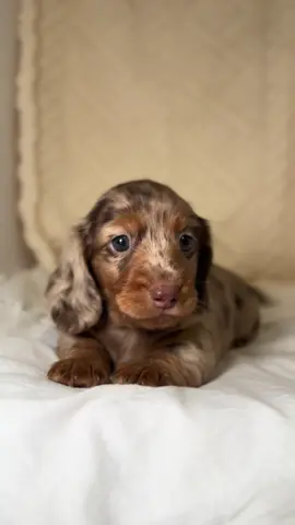 He’s got a lot to say😆 #dachshundpuppyoftheday #dachshundpuppy #fyp #dogsoftiktok 