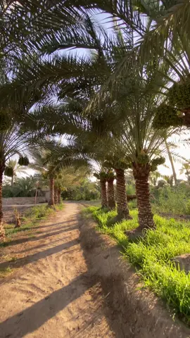 ,َمساءالخير 🤎#المشخاب_🤍🍃 #العراق 