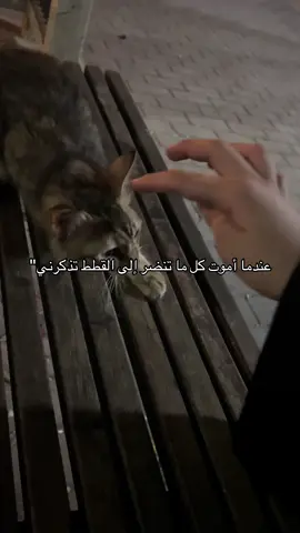 #اكسبلورexplore 