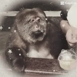 #xingxing#monkey#humor#mulherdepreso🔓🕊👫💍#foryou 