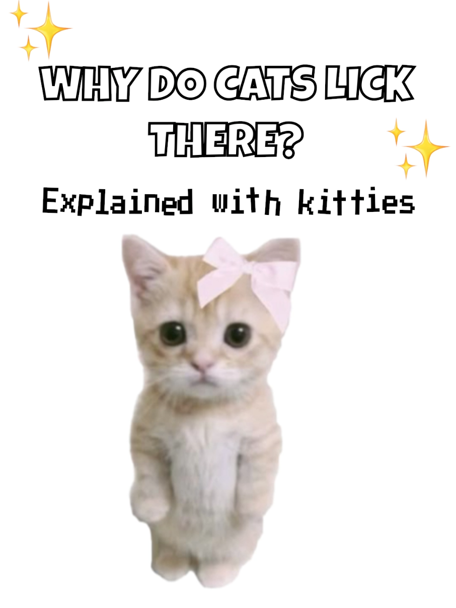 Why Do Cats Lick There?🤔 #cat #explain #kitties #funnycats #kittyexplains 