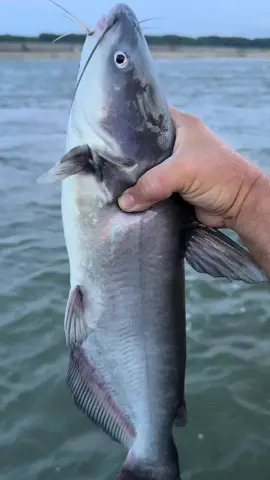 I caught this healthy blue catfish while targeting hybrid striped bass on the Mighty Ohio River. They fight hard in that current #catchandrelease #bluecatfish #riverfishing #ohioriverfishing #catfish #channelcatfish #fishingtiktoks #fishtok #catchingfish 