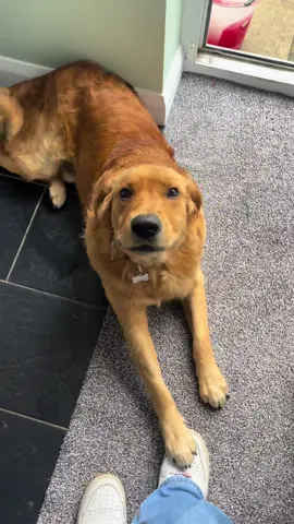 Get a golden retriever they said😁😁😁😁😁 #puppy #goldenretrieverpuppy #goldenretriever #dogsoftiktok #naughtypup #naughtydog 