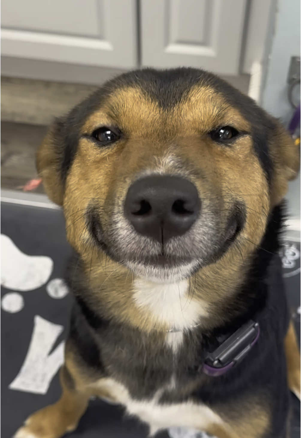 the happiest dog you ever did see🥹 #fyp 