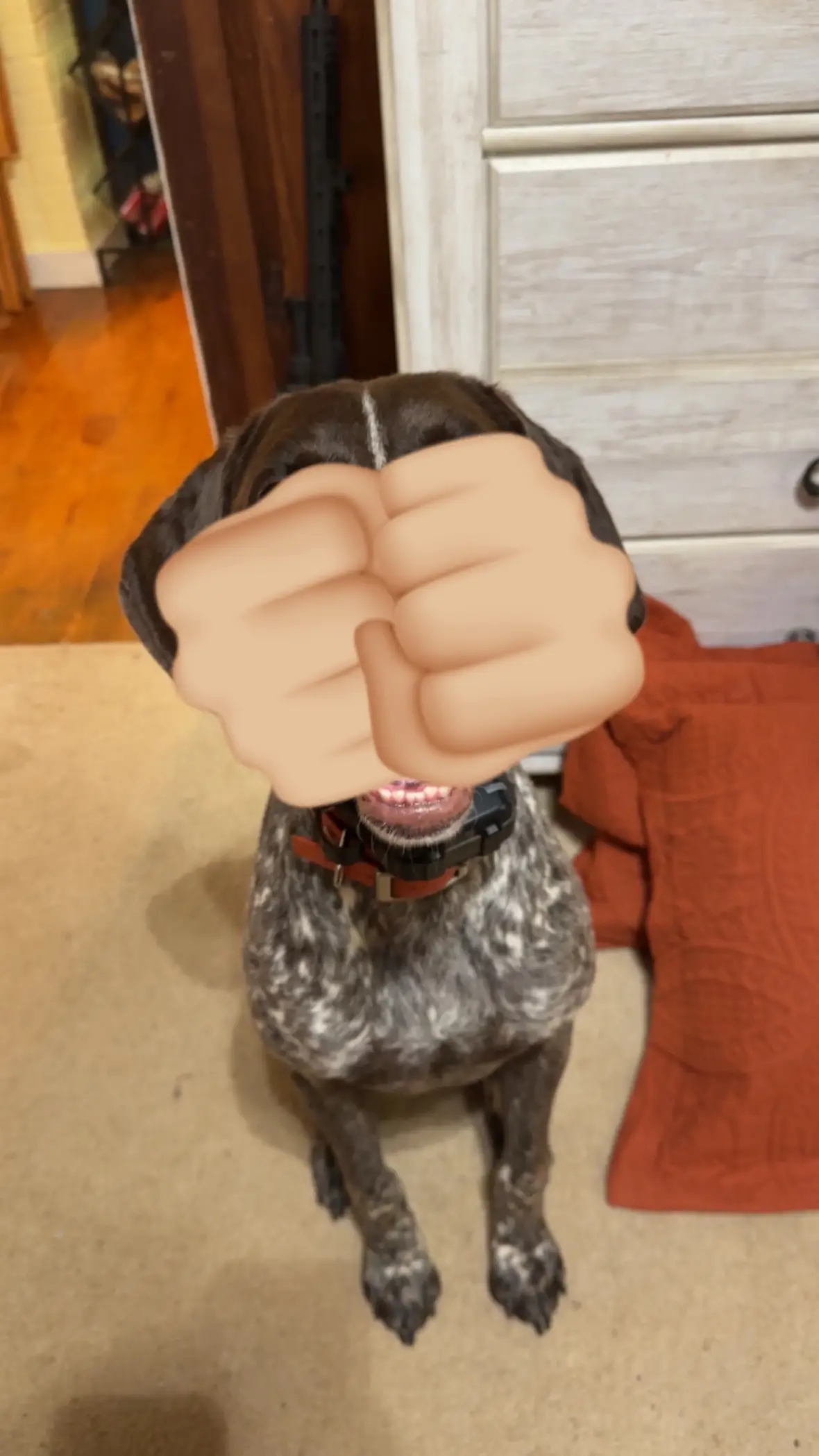 kash🩵 #fyp #dog #mybaby #sweet #cute #trend #pictures #gsp #foryoupage
