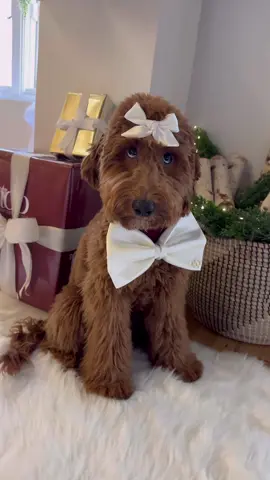 hi 👋🏻🎀🎄
