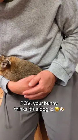 It’s rare for bunnies to like this behavior! Most don’t even like to be held!  #rabbit  #rabbit  #usagi 
