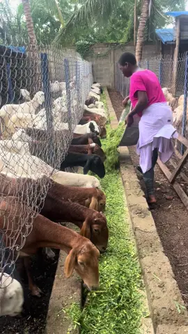 #agriculture #elevage #ferme  #tiktokafrique🇹🇬🇨🇩🇨🇮🇧🇯🇬🇦🇨🇲🇬🇦 #ferme  #farmlife 