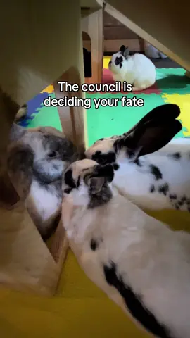 The #council is deciding your #fate #meme #trend #bunny 