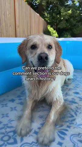 What do you think your dog would be searching? 👀 #fyp #searchhistory #goldenretriever #internet 