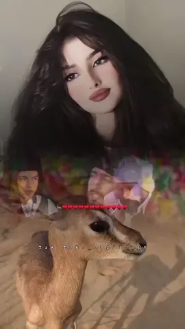 فاوت فينا صيف قبالي ماكر مادز مارسيله،،،🦌♥️ #بنيتِ_معدان🔥🦌📌 #المعدانيه #المهره_الاصيله  #سرتنا_سرت_ليبيا💚🌻 #سرتنا_سرت_ليبيا💚🌻🔥🦅💚 