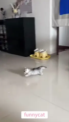so funny!!!#cats #cutecats #foryou #funnytiktok #funnyvideos #usa #funnyanimals #fypシ #cute #funnycat #catlover #funnypets #viral #funny
