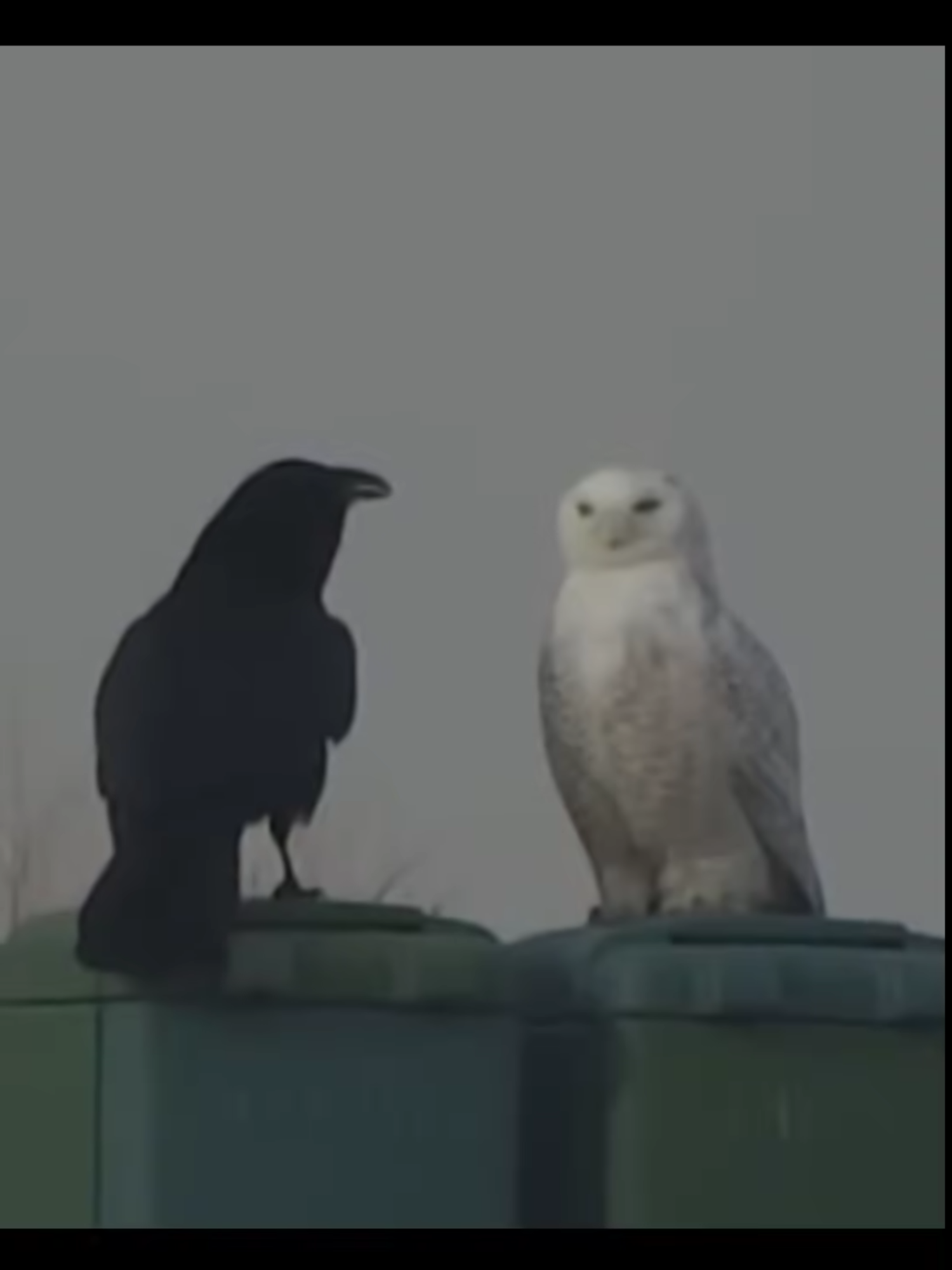 snowy owl and raven. #nartballs