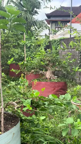 70% proses premna large😍😍🔥.                                           #bonsai #bonsaiasia #aspac #bonsaitree #fyp #bonsaiindonesia #fypシ #fyppppppppppppppppppppppp #premnamicrophylla #bonsaisancang #bonsaiart #bonsaimini #senibonsai 
