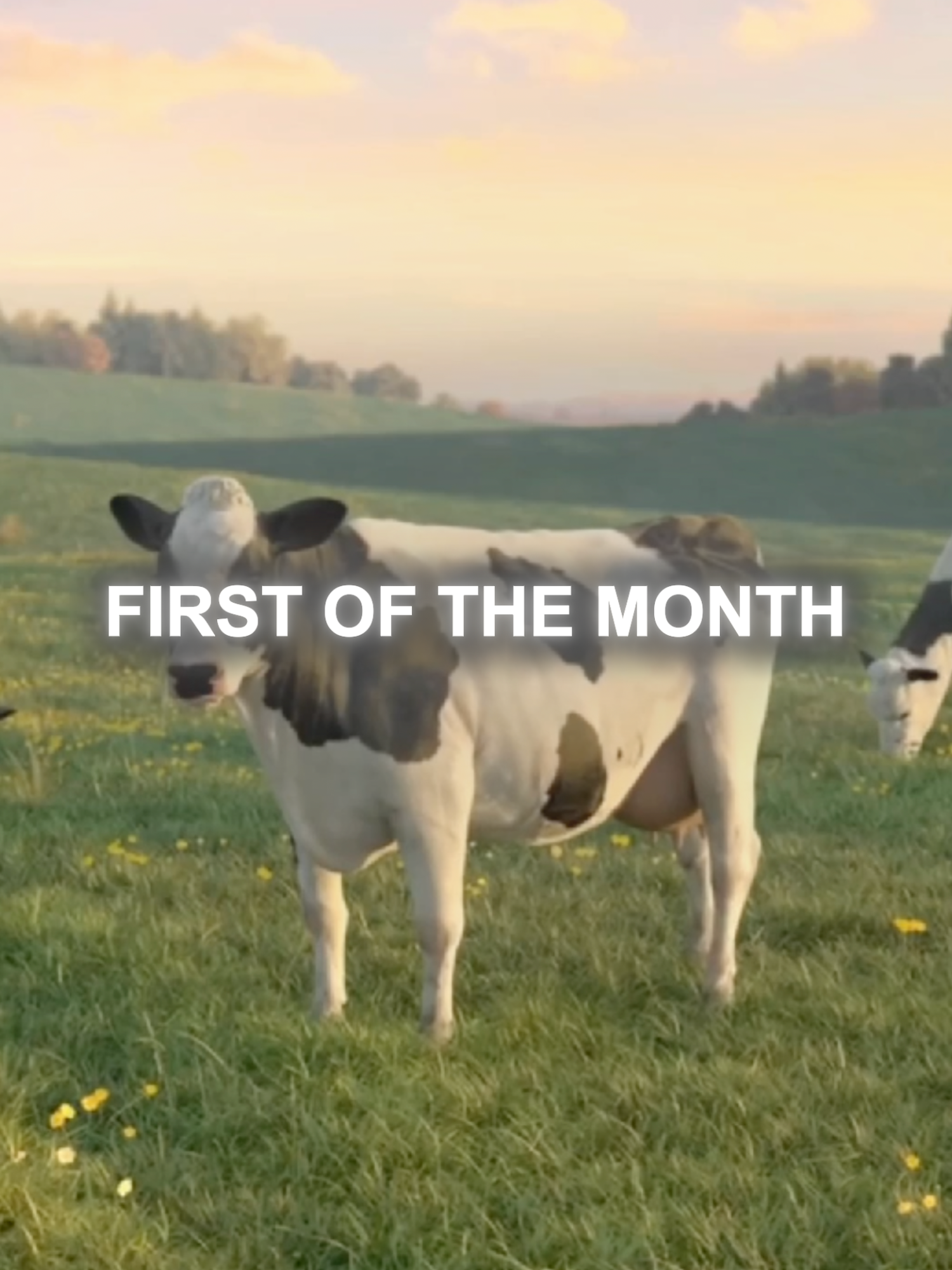 WAKE UP ITS THE FIRST OF THE MONTH #firstofthemonth #itsthefirstofthemonth #wakeupitsthefirstofthemonth #cow #edit #fyp #cows