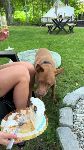 All I want is dis cake, nuffin else. 