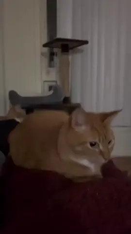 #bouncing #catsoftiktok #cat #orangecat #bouncingcat :3