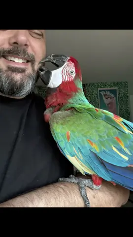 Fiesta won’t admit it, but he likes me. #parrot #macaw #petbird #pets 