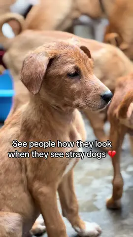 See how people look when they see stray dogs 💔. #fypシ゚viral #doglover #doglover #fypシ゚ #sharing 