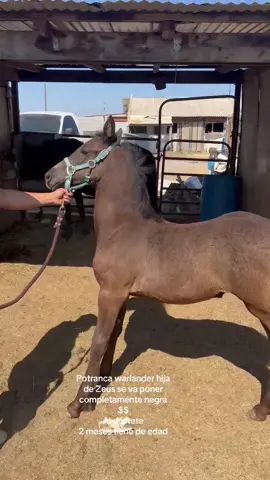 #fyp #parati #warlander#filly #caballos
