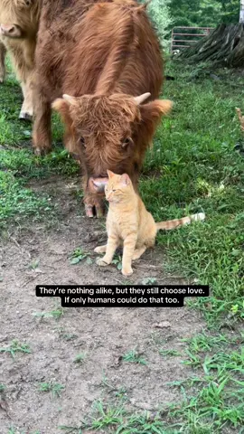 #foryou #foryoupage #animalsoftiktok #wholesome #kindnessmatters 