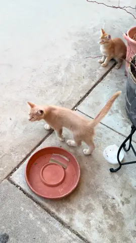 Literally a whole family of cats outside my house😭😭😭 the calico cat is the mom, orange is the dad (bum baby daddy🙄) and then 3 babies