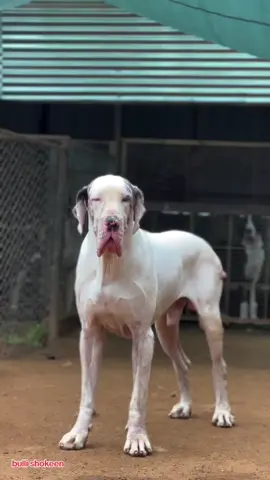 @Bullishokeen #bullishokeen #barmingham🇬🇧 #dogoftiktok #foruyou #ukdog #ukpets #fyp #foru #uktiktok #videoviral #london #england #unitedstates #ukdogsoftiktok #unitedkingdom #europe #bullykutta🔥😎 #ukdogs #ukdoglovers 