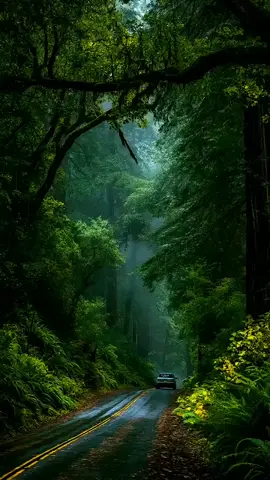 I need a road trip through the evergreen  #fyp #forestry #drivetherapy #followformore👉🏽👉🏽 #forestaesthetic #roadtrip #fyo #fypシ゚viral #aesthetic #calming 