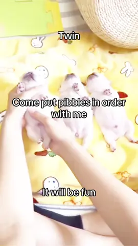 #pibble #dog #fypシ゚viral 