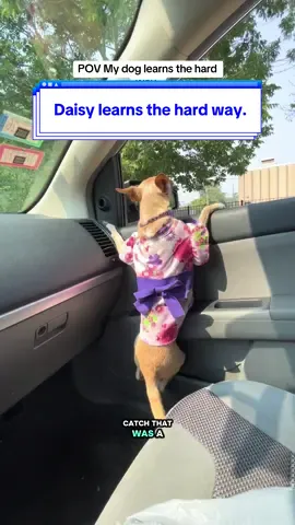 Mind you, I told her to sit down 50x already. 🥴🤷🏾‍♂️ She also HAS a car seat so please stop saying that. She’s fine. 🤞🏾#TheDaisyJayShow #dogsoftiktok #chihuahuastiktok #chihuahua #dogdad #BlackTikTok #petcommunity 