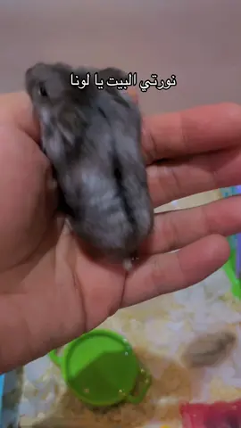 وجبت هامستر جديد 🫢❤️#PetsOfTikTok #animalsoftiktok #hamster_team🐹 #hamster #همستر🐹 #هامستر #جيش_الهامستر🐹💖 #ام_الهامسترات 