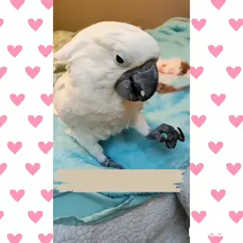 #viral #animals #bird 