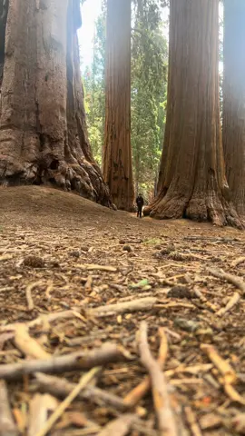 The most beautiful forest I’ve ever seen  #sequioanationalpark #Hiking #solo #travel #fyp 