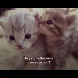 Dediquen 💗 #amor #gatitos #dedicar #parejas
