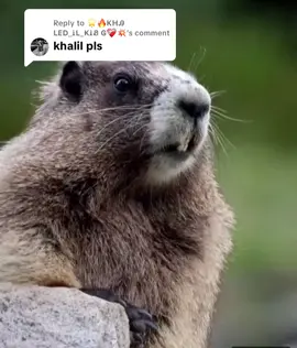 Replying to @🌟🔥ᏦᎻᎯ ᏞᎬᎠ_ᎥᏞ_ᏦᎥᏰ Ꮆ❤️‍🩹💥 #VoiceEffects #khalil #squirrel 