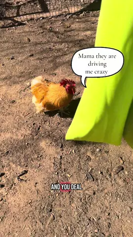 I don’t know why, but these guys do not wanna lay their eggs in the coop. They were literally looking for anywhere but the coop to lay their eggs and I checked and everything looks fine. I just don’t know if it’s the material in the nesting boxes or what  🤷🏼‍♀️ 