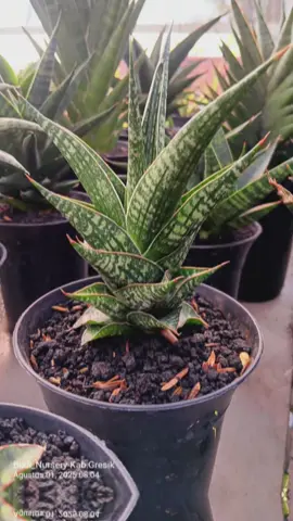 my hybrid sansevieria #sansevieria #budi_nursery #fyp #hybridsansevieria 