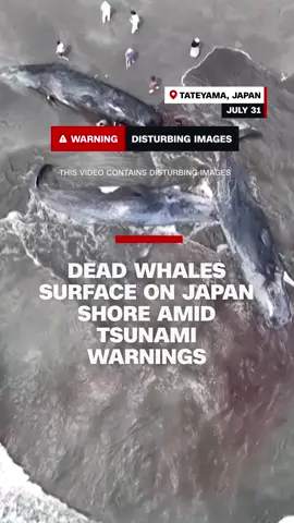 A drone recorded images of four whale carcasses that were found stranded off the coast of Tateyama, Japan, Reuters reported. This follows tsunami warnings in several parts of Japan. The video contains disturbing images.