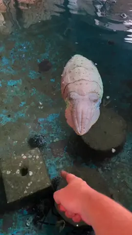 Essa é a Sépia, ou Choco! Já tinha visto um bichinho assim? #choco #sepia #cuttlefish #minutodobicho #biologiamarinha #aprendanotiktok #curiosidades #