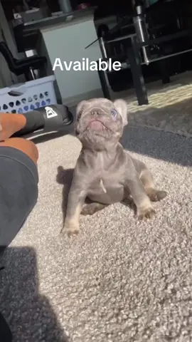 Looking for a compact, charming, and affectionate companion? Our Frenchies are ready to steal hearts and snuggle into new families! 🐶💖 🤍 Healthy, vaccinated, and vet-checked 🧬 Purebred with excellent temperaments 🚚 Delivery available nationwide 💰 Affordable and negotiable adoption fees.  #puppies #frenchbulldog #puppy #puppylove 