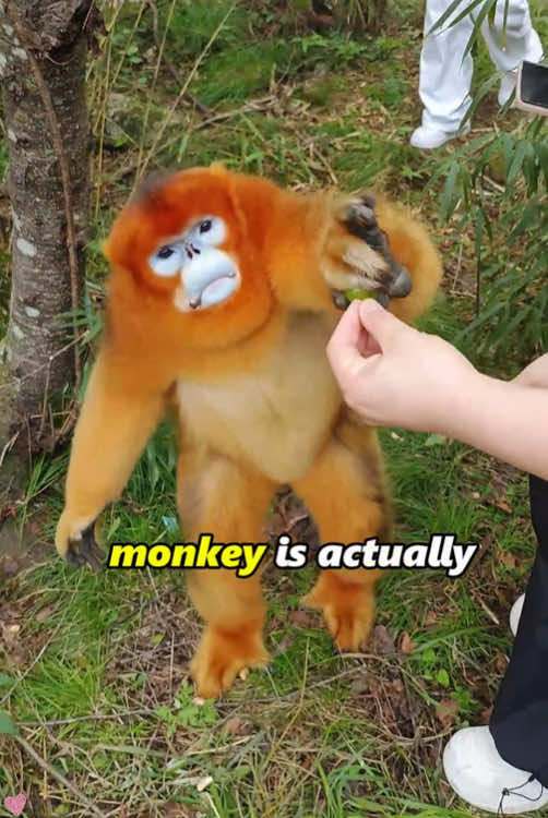 Polite monkey#fpy #foryourpage #animals #cute #monkey 